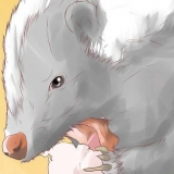 Skrämma bort skunks