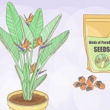 Odling av strelitzia