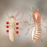 Identifiera termitlarver