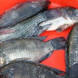 Grilla tilapia