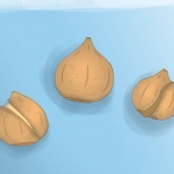 Plantera tulpanlökar
