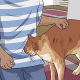 Detangle kattpäls