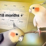 Uppfödning av cockatiels