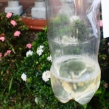Gör droppbevattning från en plastflaska
