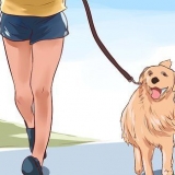Älska din hund