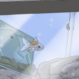 Avgöra om din fisk är död