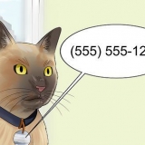 Flytta med en katt
