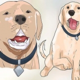 Bygga förtroende med en misshandlad hund
