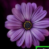 Se google bilder