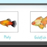 Mata fisk