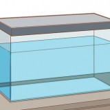 Att ta hand om en axolotl
