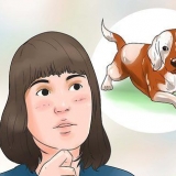 Ta hand om en beaglevalp