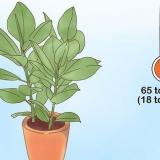 Att ta hand om en ficus