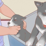 Tar hand om en husky