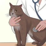 Ta hand om en katt med felv