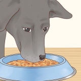 Ta hand om en labrador retriever