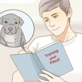 Ta hand om en pitbulvalp