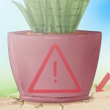 Att ta hand om en sansevieria