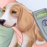 Ta hand om en vanvårdad hund