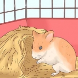 Ta hand om hamsterbebisar