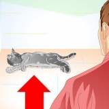 Ta hand om din katt efter kastrering eller kastrering