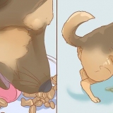 Förhindra en hund från att kissa inne efter att ha varit ute