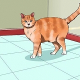 Förhindra din katt från att kissa i huset
