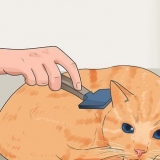 Förhindrar att katter faller
