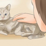 Att veta om din katt är döende