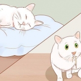 Att veta när din katt är sjuk