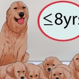 Att veta när man ska sluta föda upp en honhund