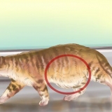 Diagnostisera maskar hos en katt