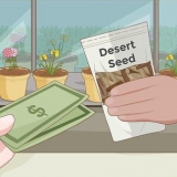 Plantera ökenrosfrön