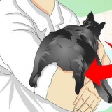 Se om en katt har kastrerats