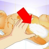 Se om en katt har blivit steriliserad