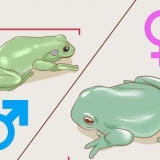 Se om din lövgroda är hane eller hona