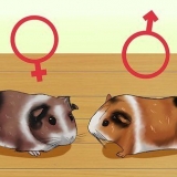 Se om ditt marsvin är gravid