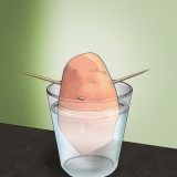 Odla sötpotatis
