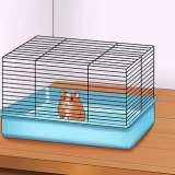 Få din hamster att lita på dig
