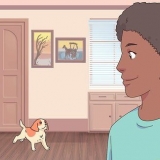 Att få en katt och en hund att tolerera varandra