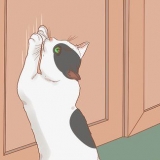 Att få en katt att sluta skrapa dörren