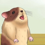 Håll din hamster sval i varmt väder