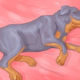 Se till att din hund inte längre sover i din säng