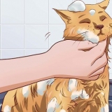 Få din katt att tåla ett bad
