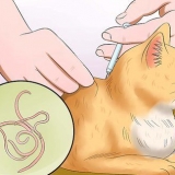 Håll din katt från att kräkas