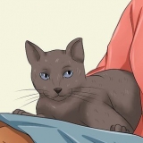 Få din katt att älska dig