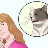 Se till att din katt inte plockar sig själv