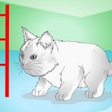 Att få kattungar att sluta jama