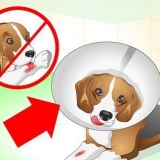 Ta hand om en hund med stygn