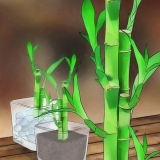 Ta hand om lycklig bambu